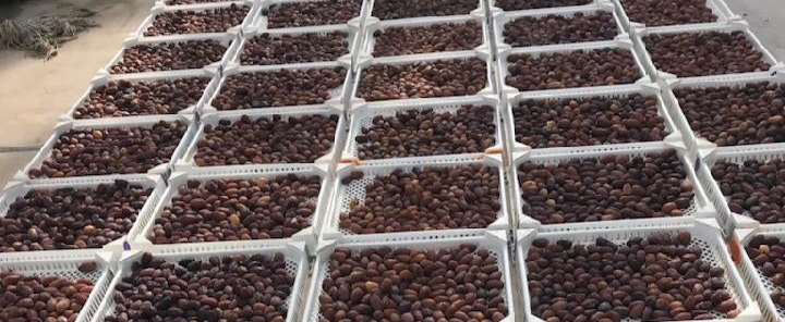 Medjool Date Harvest