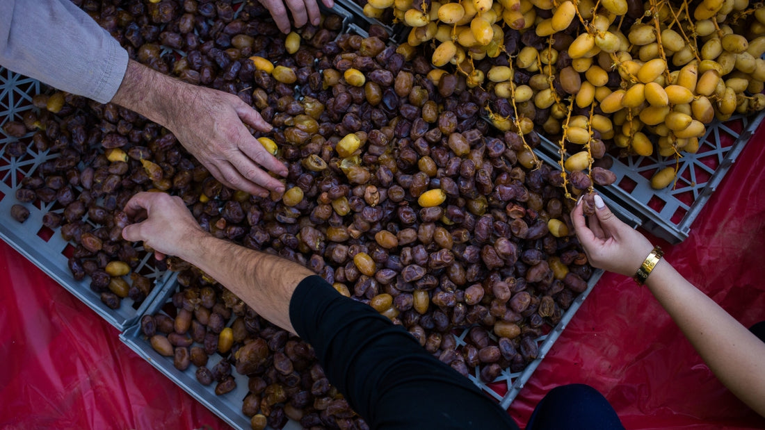 ASU Date Grove Harvest