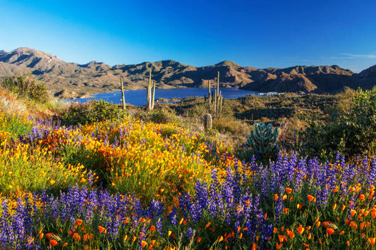 Arizona Spring Activities Checklist