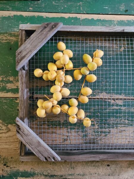 Special Delivery — Yellow Barhi Dates are here!