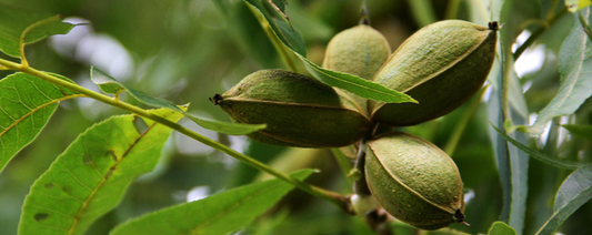 Pecan Industry in Arizona