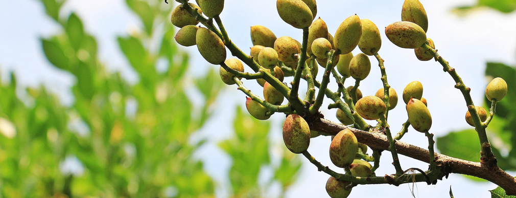 Cracking into the Pistachio Industry in Arizona