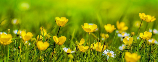 Spring Tips for Health and Happiness