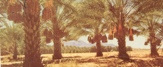 How do date palms grow?