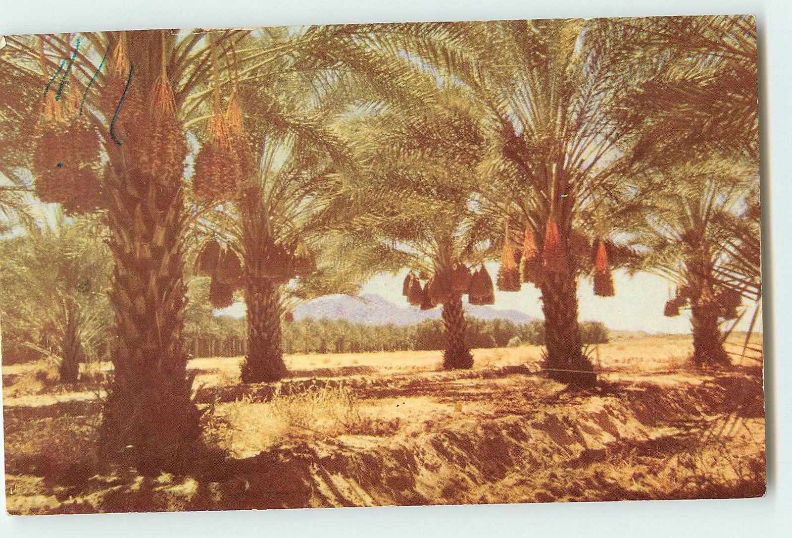 Vintage Date Palm Grove Postcard